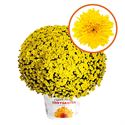 Afbeelding van Bolchrysant  P19 Yellow
